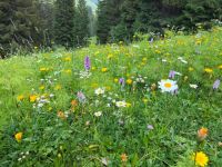 image00026.jpeg